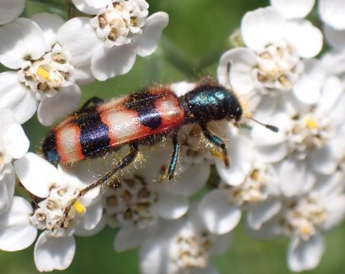 Réf. 289 097 : Trichodes apiarius